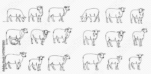 Line art illustration showing various poses of sheep and lambs on a transparent background.
