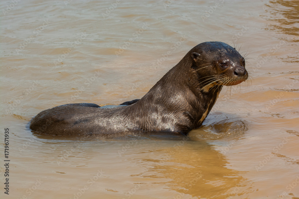 Fototapeta premium Giant river otter ,Pteronura brasiliensis, Endangered specie,Cuiabá River,Pantanal, Mato Grosso, Brazil