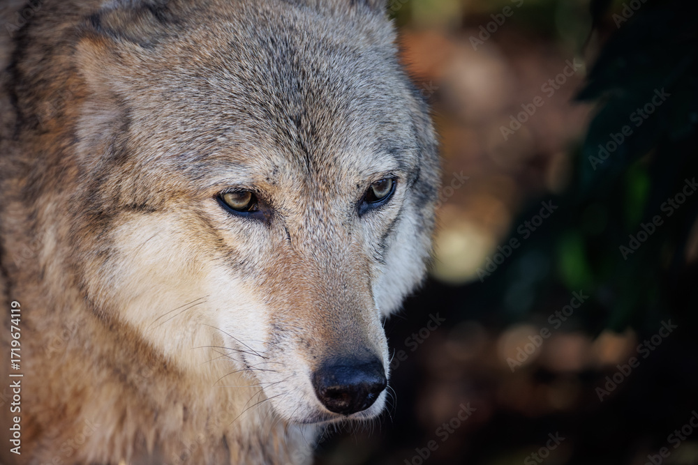 Fototapeta premium gray wolf portrait