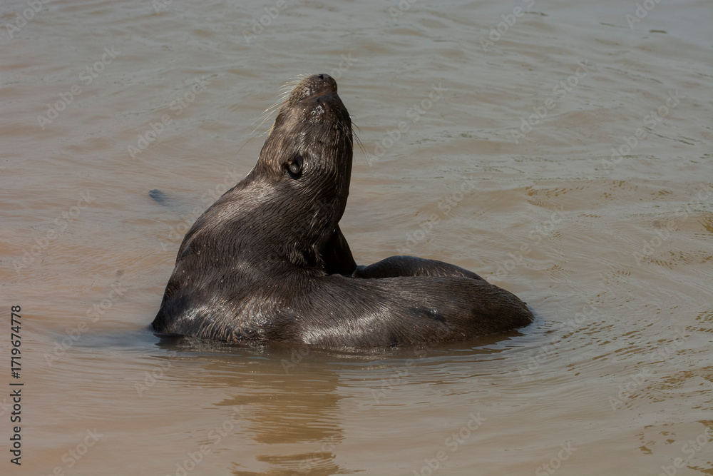 Obraz premium Giant river otter ,Pteronura brasiliensis, Endangered specie,Cuiabá River,Pantanal, Mato Grosso, Brazil