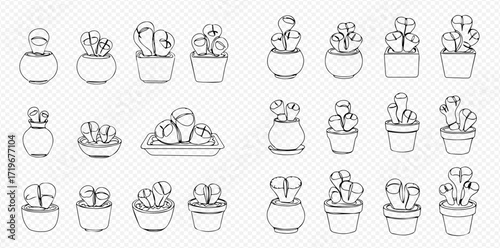 Line art illustration of various potted succulent plants in different shaped containers.