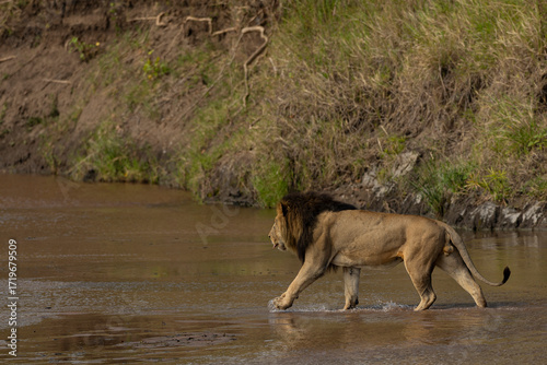 Photography lion crossing river