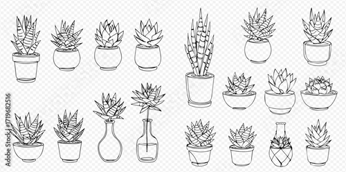 Line art illustration of various succulents and a snake plant in pots and vases.