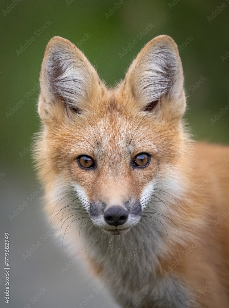 Fototapeta premium Red fox