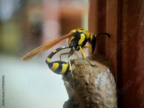 Potter wasps building unique, urn-shaped mud nests where they lay their eggs after paralyzing caterpillars to serve as food for their larvae