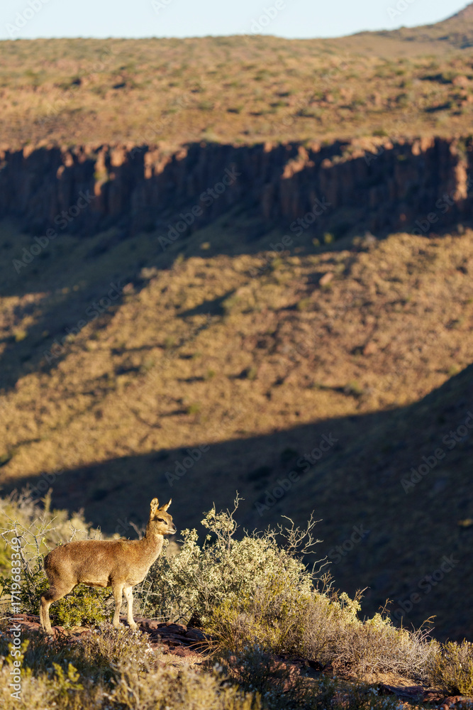 Fototapeta premium A klipspringer (Oreotragus oreotragus) stands alert in its rocky Karoo National Park habitat near Beaufort West, Western Cape, South Africa, highlighting this antelope in natural African terrain.