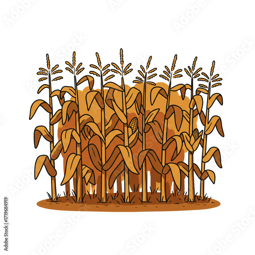 Corn field autumn harvest agriculture illustration with maize stalks