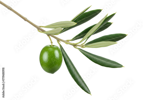 Wallpaper Mural Vibrant emerald green olive, glossy, on a slender brown branch with detailed dark green leaves, transparent studio background, copy space, concept of high-quality fresh produce Torontodigital.ca
