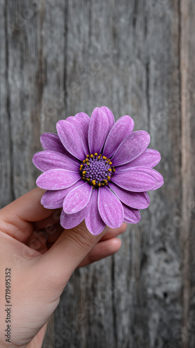 Person hand gently holding single beautiful purple daisy flower. This peaceful image shows moment of natural beauty with rustic wood background and texture