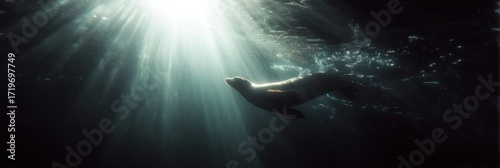 Seal swimming underwater sunlight