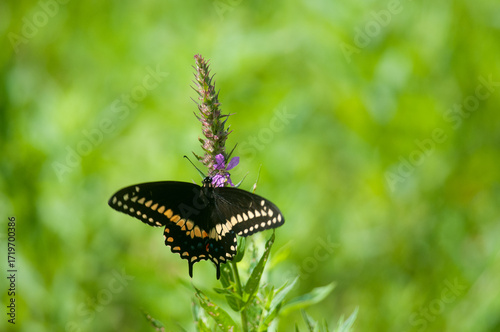 Black Swallowtail butterfly perched on a wildflower