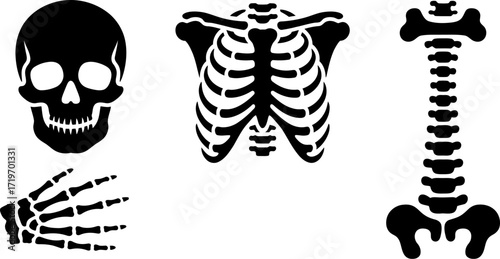 Black silhouette icons of human skeleton parts: skull, rib cage, spine, and hand