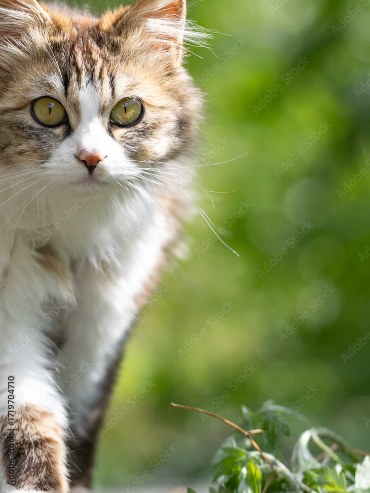 Obraz premium 猫の真正面