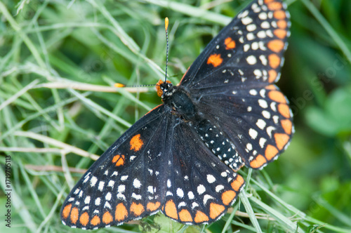 Baltimore Checkerspot butterfly on grass with wings spread