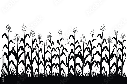 Silhouette of a cornfield with tall stalks and green grass