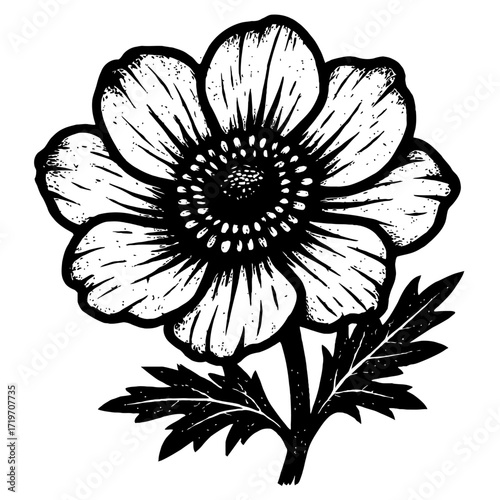 Stunning black and white botanical illustration of an exquisite anemone flower, meticulously detailed with intricate petals, a prominent central disc, and elegant leaves. Perfect for vintage, floral,