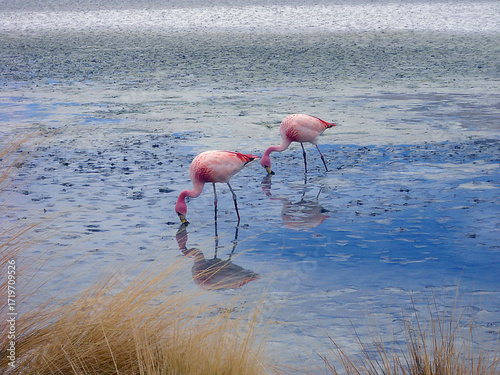 Bolivia,Laguna CanapaThis beautiful high altitude lagoon, located at an altitude of about 4000m, is known for its crystal clear blue waters surrounded by rugged mountain peaks and volcanic formations.