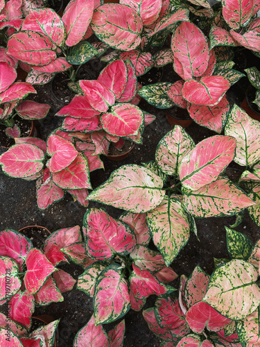Pink and green aglaonema foliage with variegated patterns. Tropical plant texture ideal for nature, gardening, decor, wellness, and botanical design projects