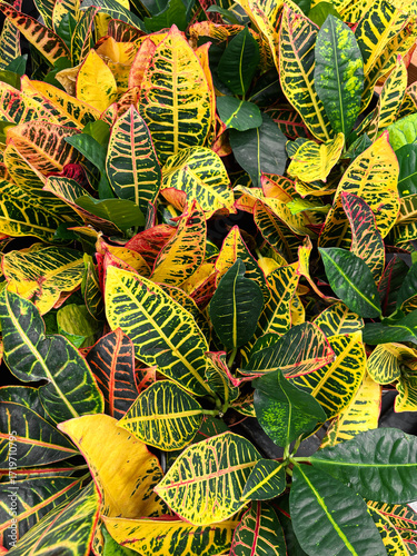 Croton plant foliage with striking yellow, green, orange, and red color. Tropical botanical texture. Plant nursery