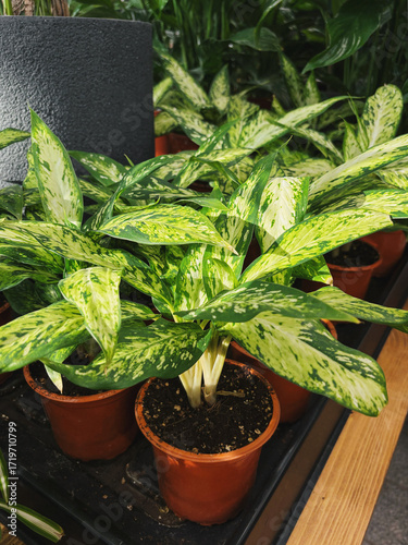 Dieffenbachia Dumb Cane Variegated Indoor Plant in Pot