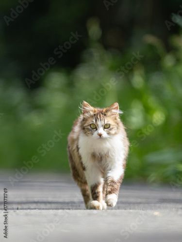 猫の真正面