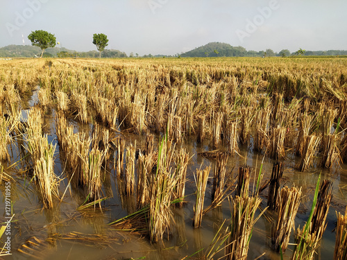 Remaining rice stalks in the rice fields after harvest.