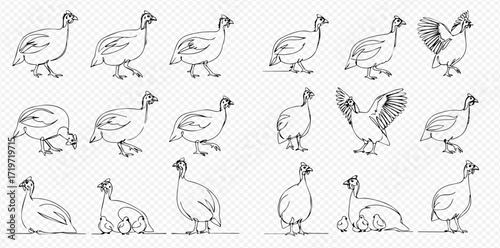 Collection of guinea fowl sketches depicting various poses and actions like walking, preening, and spreading wings.