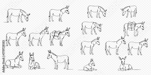 Collection of line drawings depicting donkeys in various poses, including standing, grazing, and lying down, some with saddles.
