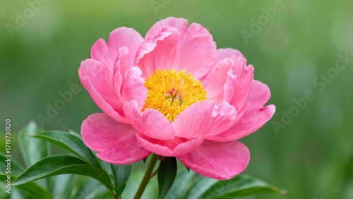 A vibrant pink peony flower displays delicate petals and a yellow center against a blurred green background.