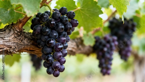Wallpaper Mural A cluster of dark purple grapes hangs from a vine, with a blurred background of green leaves and woody branches. Torontodigital.ca