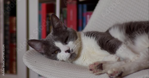 Grey cat resting on a chair