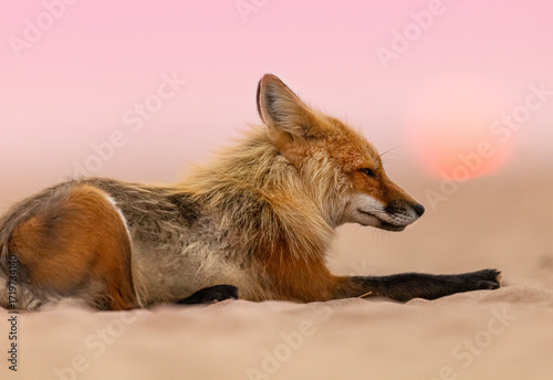 Fototapeta Naklejka Na Ścianę i Meble -  Red fox on a beach. 