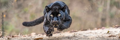 Black panther running in nature