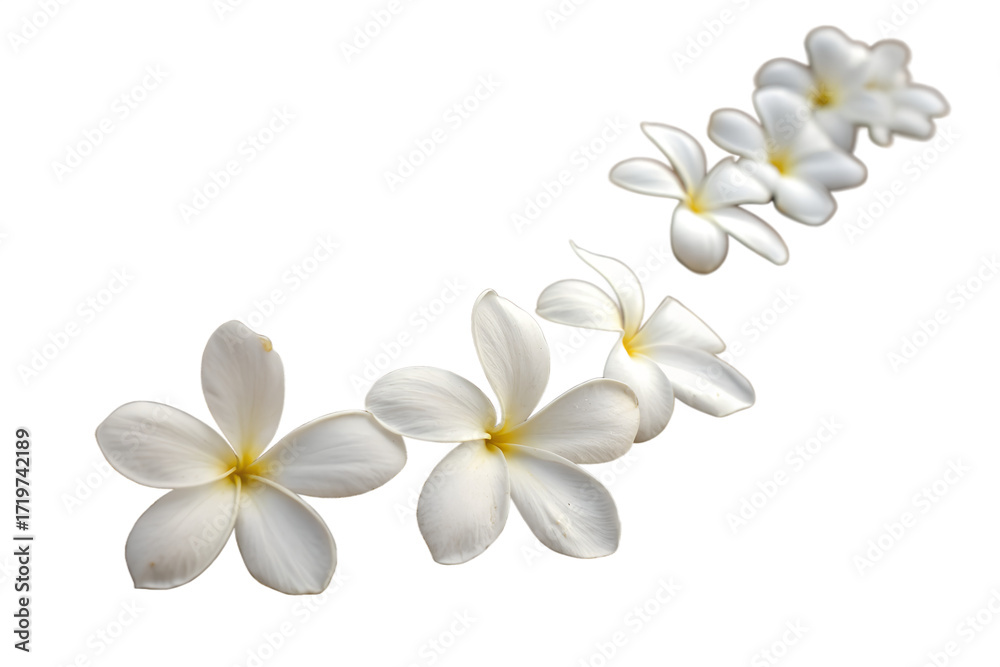 Fototapeta premium Elegant White Plumeria Flowers in Gentle Motion A Serene Floral Design