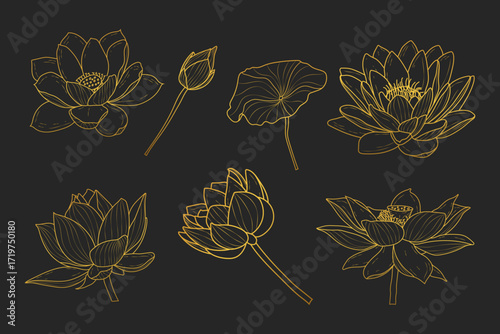 Set of gold lotus hand drawn line art isolated background.