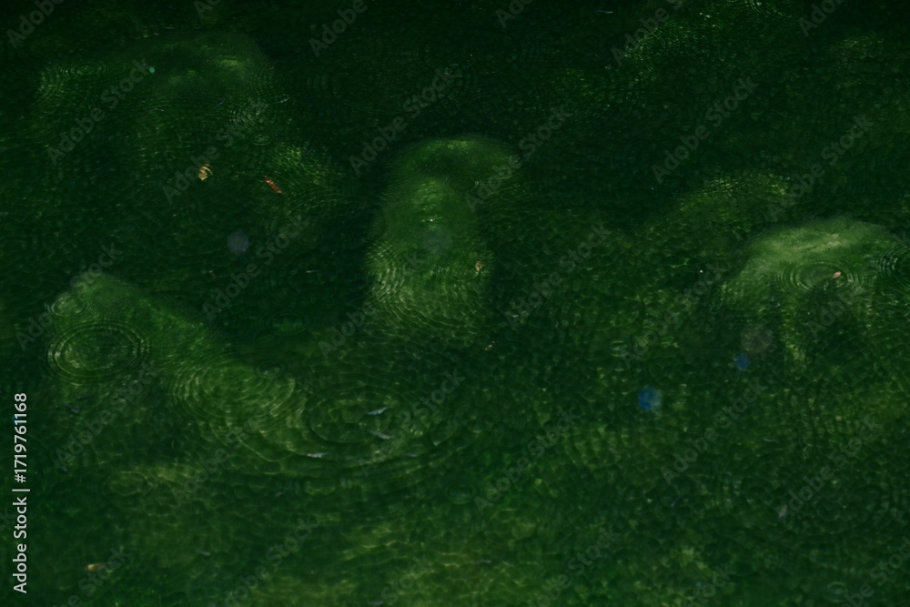 Fototapeta premium Mossy pond in the rain with flash reflection