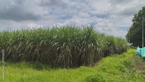Sugarcane fields, Thailand's economic crop, with a beautiful sky background.