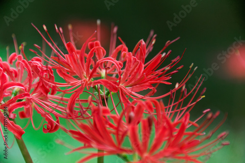 Lycoris　彼岸花