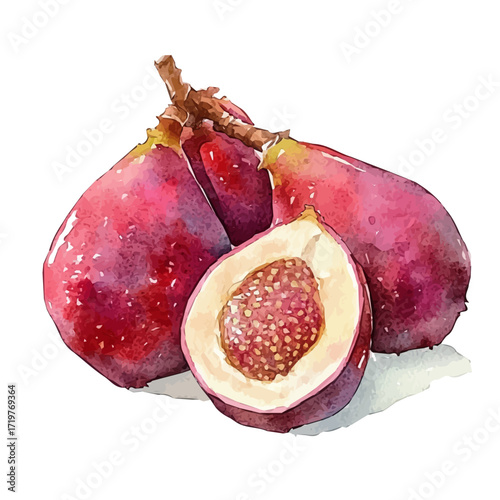 hand-drawn paint, Simple Illustration, A beautiful painting of baobab fruit, EPS format, isolated on a white background, watercolor style, minimal yet artistic elements for creative designs