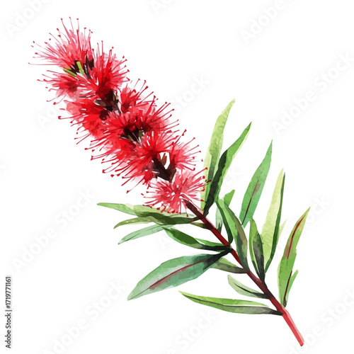 A minimal flowers layout, Watercolor painting of bottlebrush flower, delicately hand-painted with artistic brush strokes, white background, vector EPS. simple vector illustration