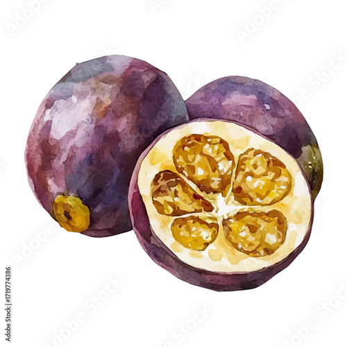 hand-drawn paint, Simple Illustration, A beautiful painting of cupuacu fruit , EPS format, isolated on a white background, watercolor style, minimal yet artistic elements for creative designs