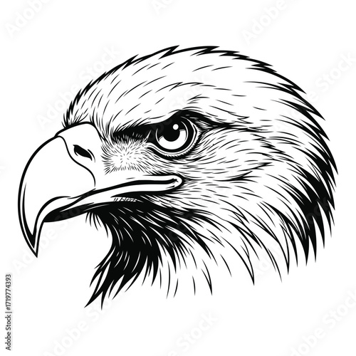 Vector art of eagle head drawing