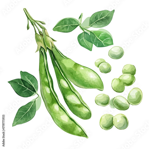 hand-drawn paint, Simple Illustration, A beautiful painting of fava beans set, EPS format, isolated on a white background, watercolor style, minimal yet artistic elements for creative designs.