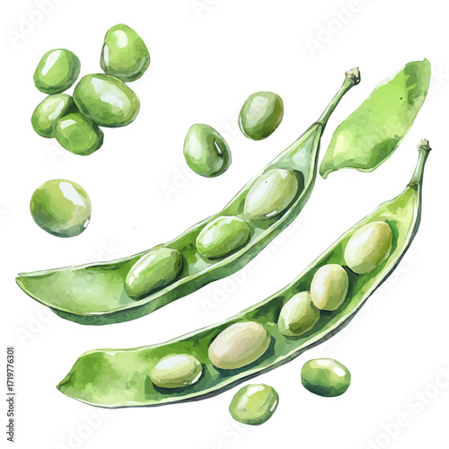 hand-drawn paint, Simple Illustration, A beautiful painting of fava beans set, EPS format, isolated on a white background, watercolor style, minimal yet artistic elements for creative designs.