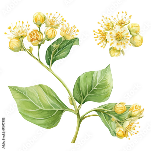 A nice painting of linden flowers, EPS format, isolated on a white background, hand-drawn paint, Simple Illustration, watercolor style, minimal yet artistic elements for creative designs.