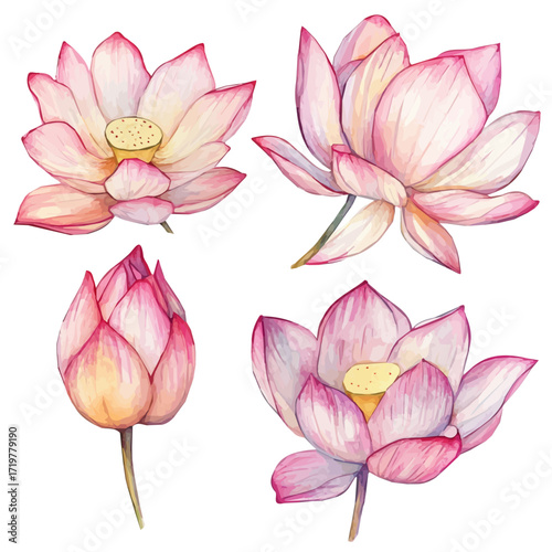 A Watercolor painting of lotus petals flowers, delicately hand-painted with artistic brush strokes, minimal layout, white background, vector EPS. vector illustration