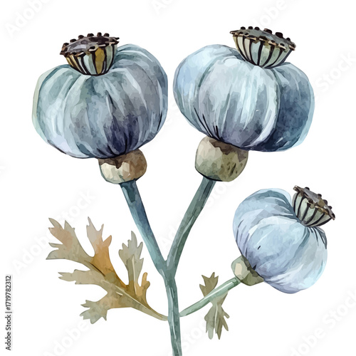 hand-drawn paint, Simple Illustration, A beautiful painting of poppy seeds, EPS format, isolated on a white background, watercolor style, minimal yet artistic elements for creative designs.