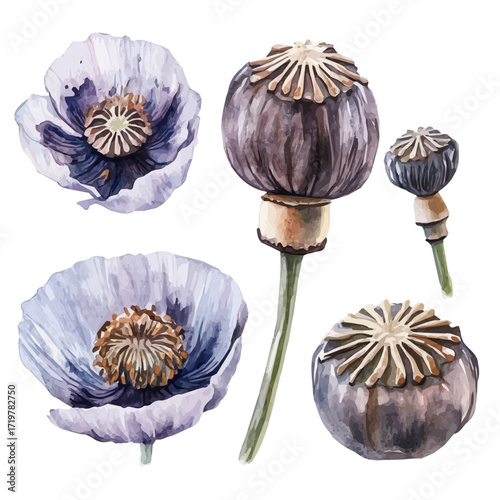 hand-drawn paint, Simple Illustration, A beautiful painting of poppy seeds, EPS format, isolated on a white background, watercolor style, minimal yet artistic elements for creative designs.	