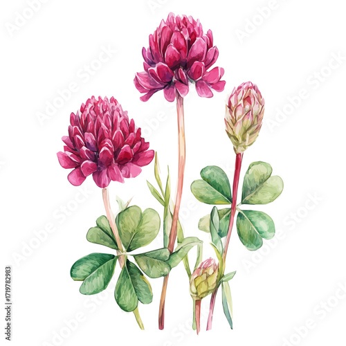 hand-drawn paint, Simple Illustration, A beautiful painting of red clover, EPS format, isolated on a white background, watercolor style, minimal yet artistic elements for creative designs