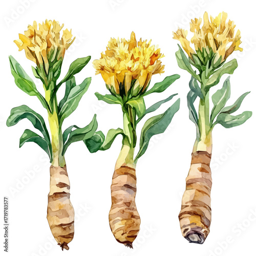 hand-drawn paint, Simple Illustration, A beautiful painting of rrhodiola root, EPS format, isolated on a white background, watercolor style, minimal yet artistic elements for creative designs